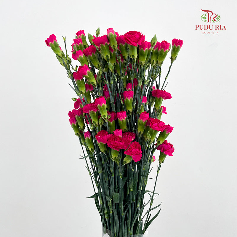 Carnation Spray Hot Pink - (18-20 Stems)