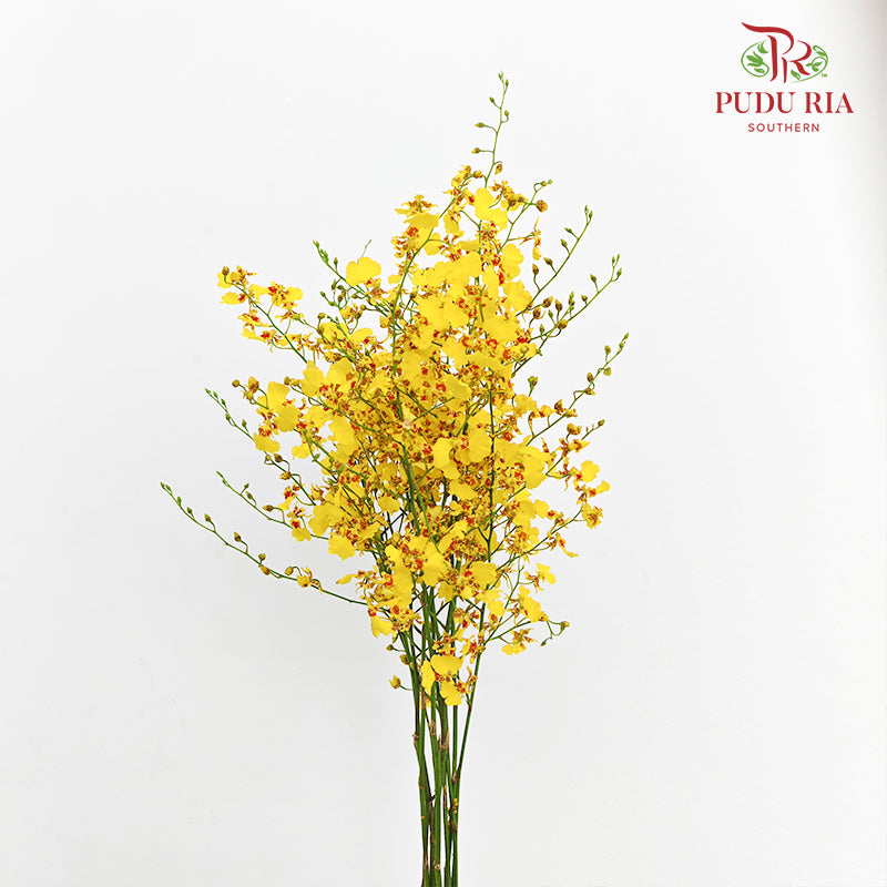 Dancing Lady / Golden Shower (M) - (Per Bundle)