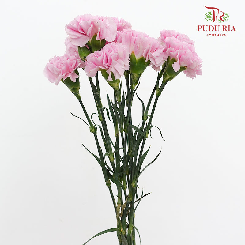 Carnation Soft Purple 康乃馨 - (10 Stems)