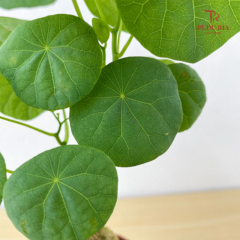 Stephania Venosq P100