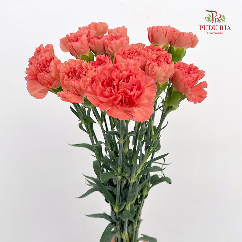 Carnation Orange 橙色康乃馨 - (18-20 Stems)