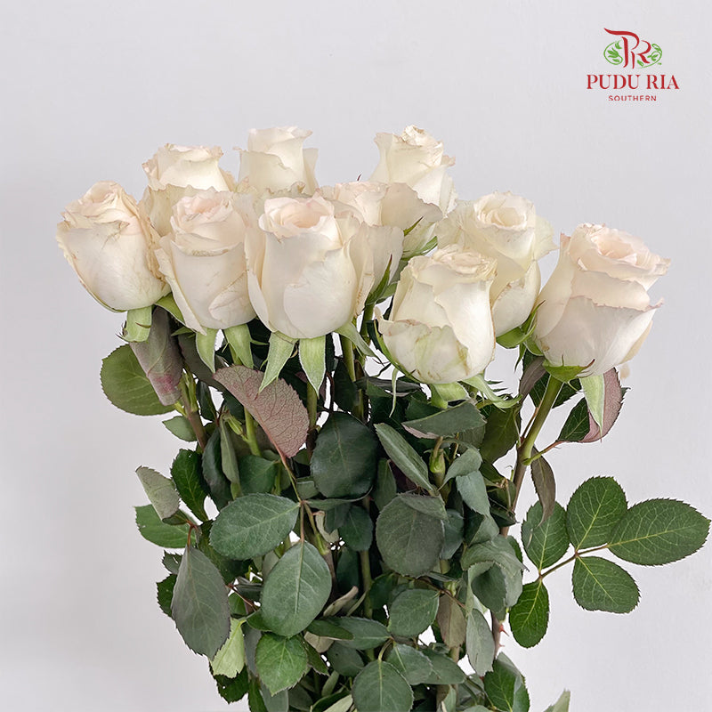 Rose Rabbit - (8-10 Stems)