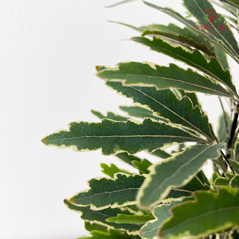 Schefflera Elegentissima Var