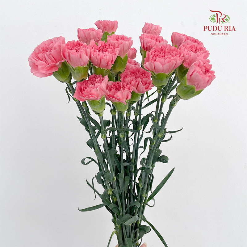 Carnation Light Pink 粉色康乃馨 - (18-20 Stems)