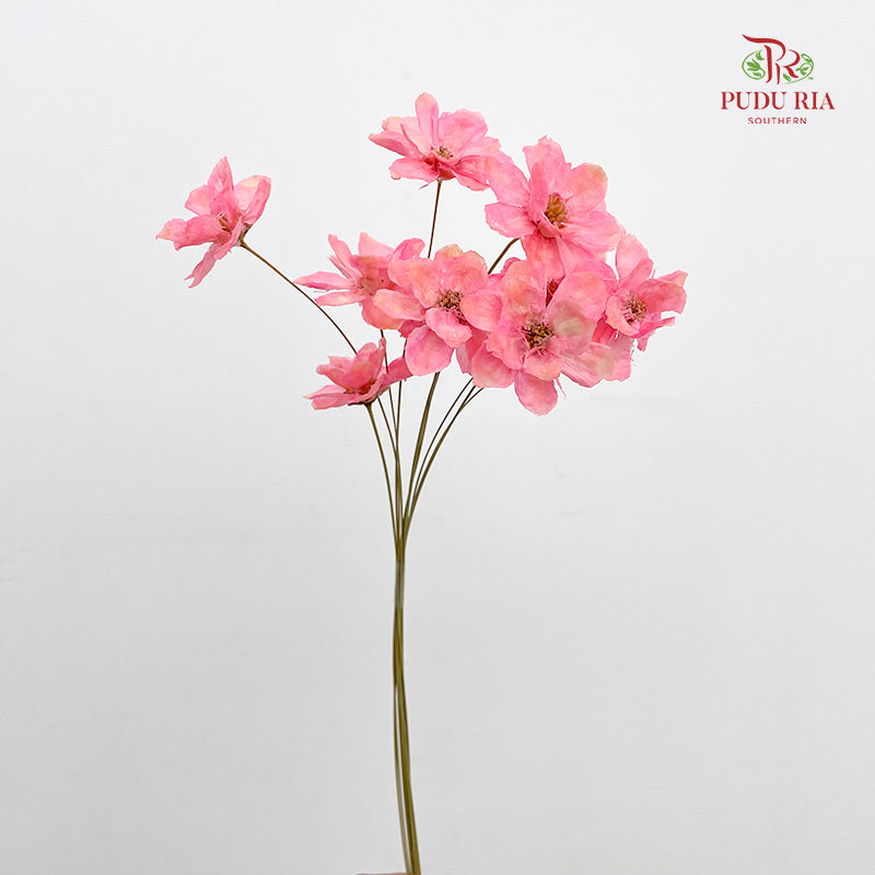 Dry New Wax Flower - Pink