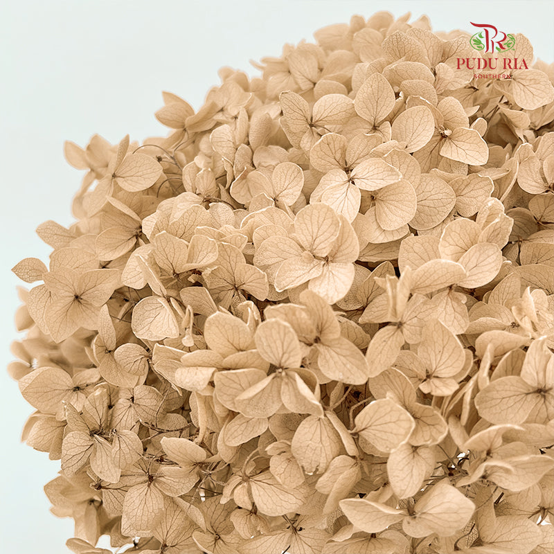 Preservative Hydrangea - Light Brown / Per Stem
