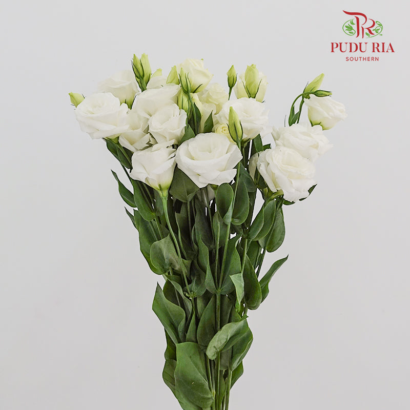 Eustoma White - (12-15 Stems)