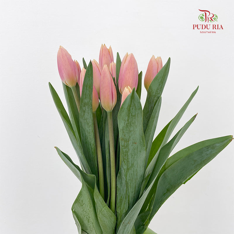 Tulip Peach Pink - (8-10 Stems)