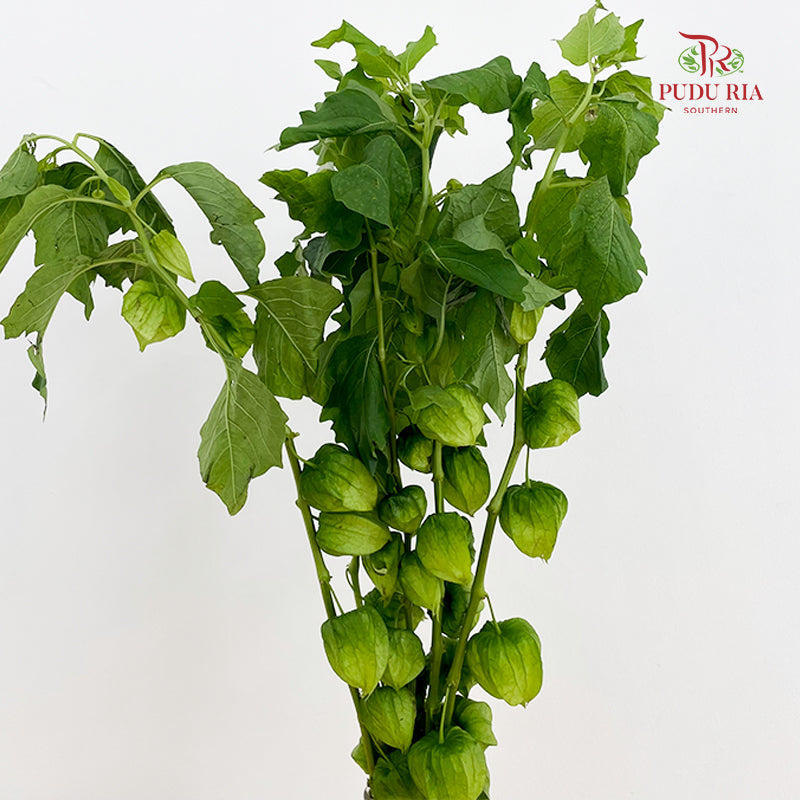 Cranberries Physalis - (Per Bundle)