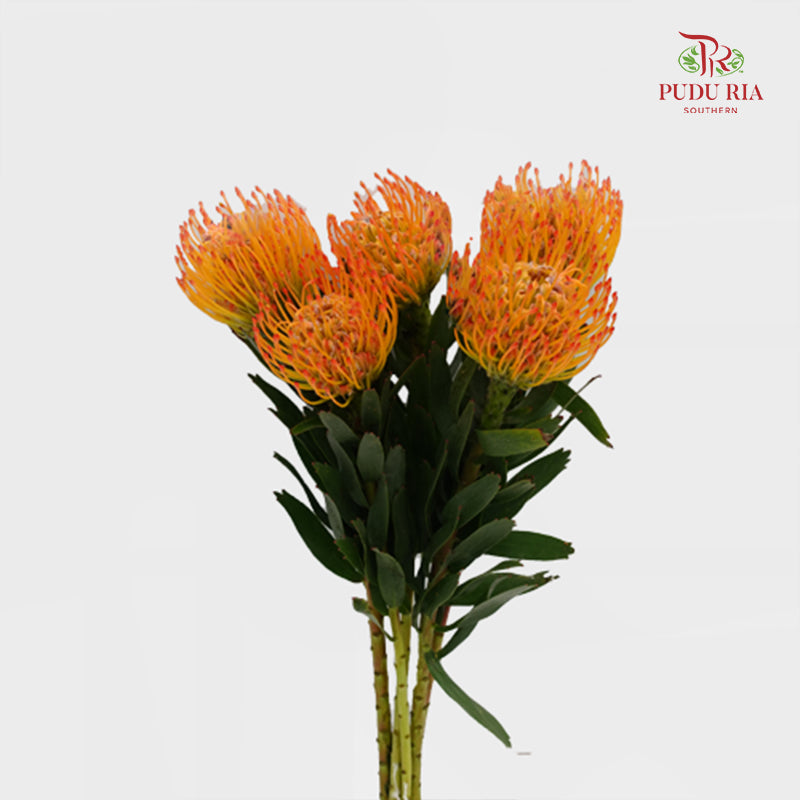 Leucospermum - Orange - (5 Stems)