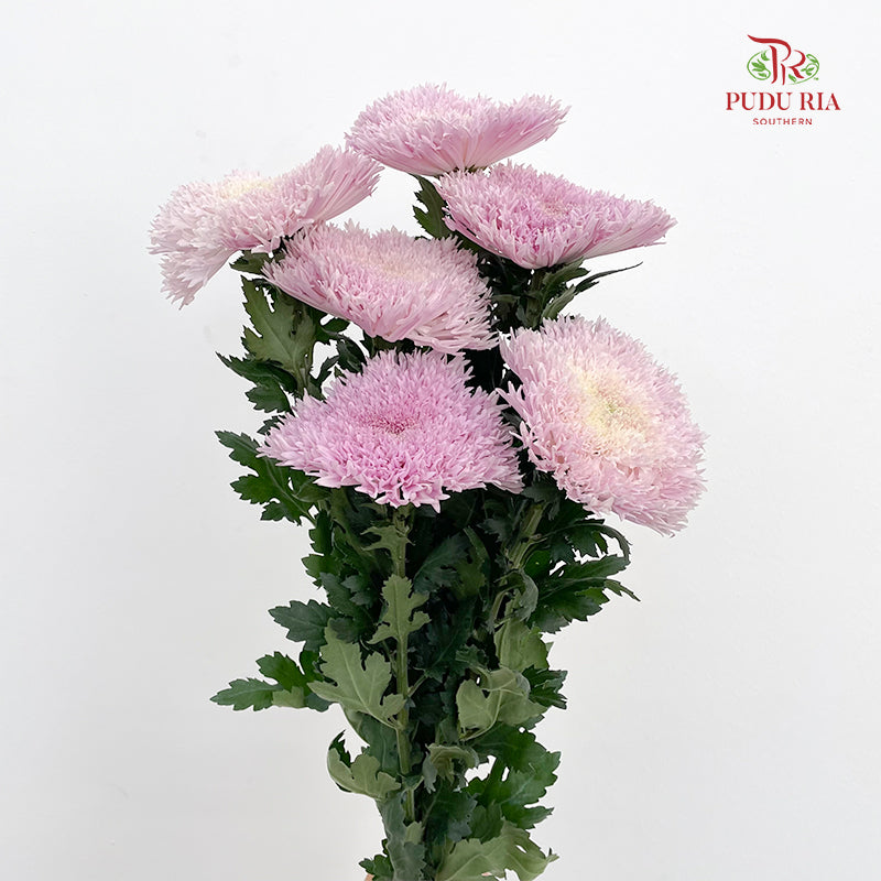Peony Chrysanthemum Dyed Pink - (6 Stems)