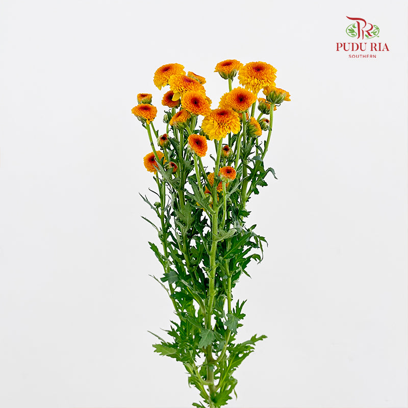 Chrysanthemum Santini / Calimero Mini Button Orange
