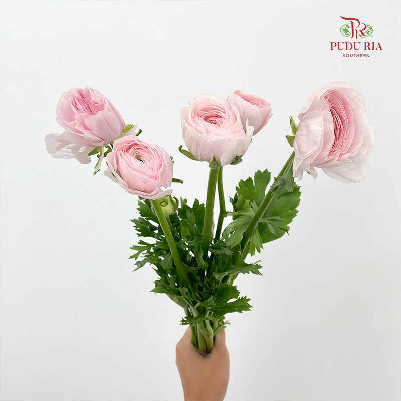 Ranunculus Cloni Light Pink - (5 Stems)
