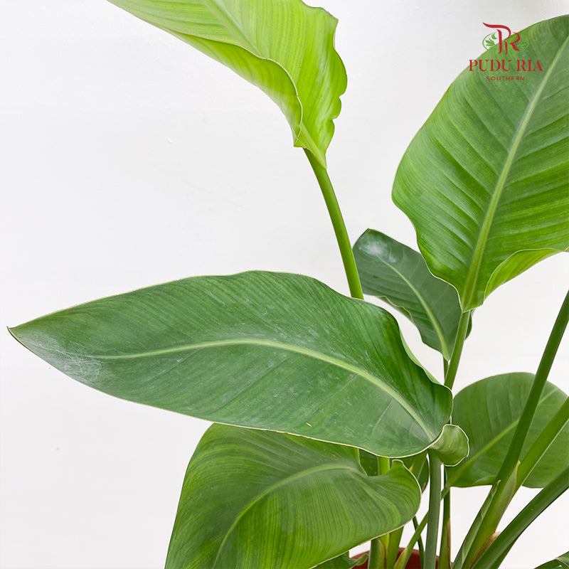 Ravenala Madagascariensis P27