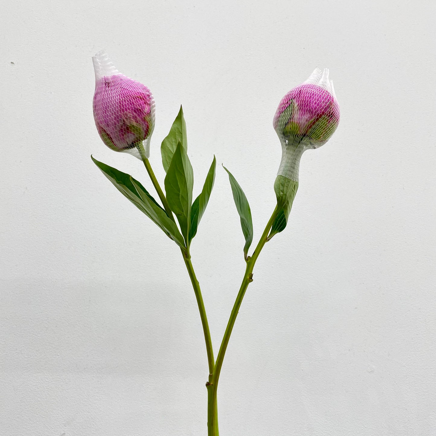 Peony Pink - (2 Stems)