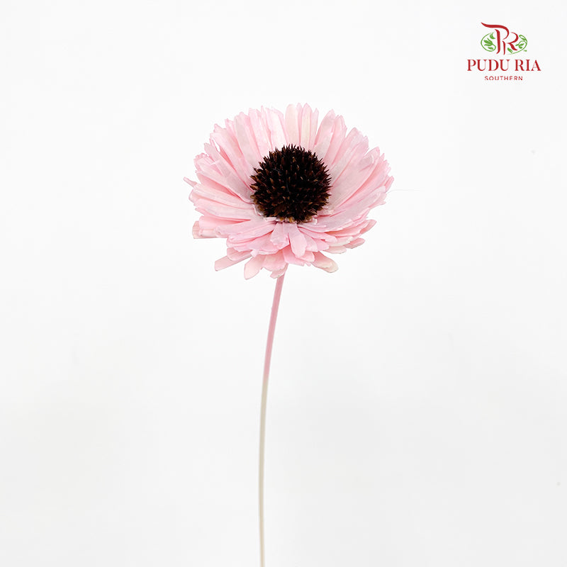 Dry Sola Sunflower Pink - Per Stem