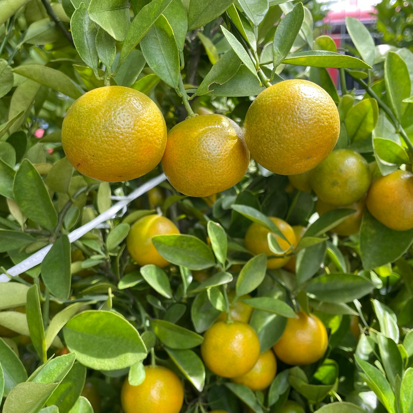 Local Lime Tree 桔子树 150CM - 200CM