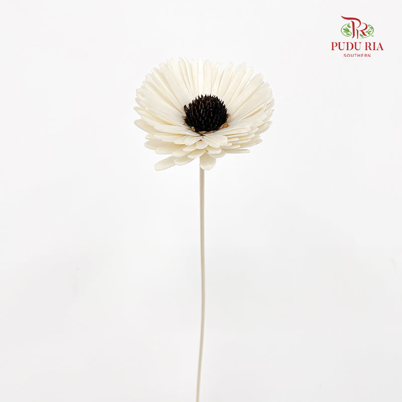 Dry Sola Sunflower White - Per Stem