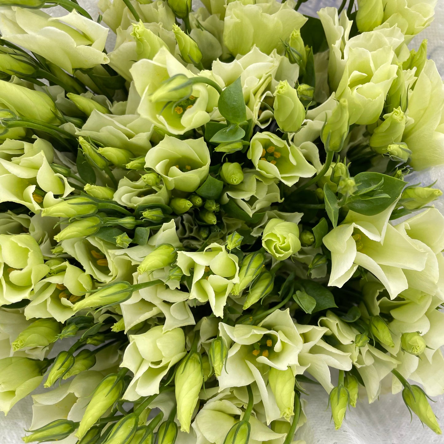 Eustoma - (12-15 Stems)