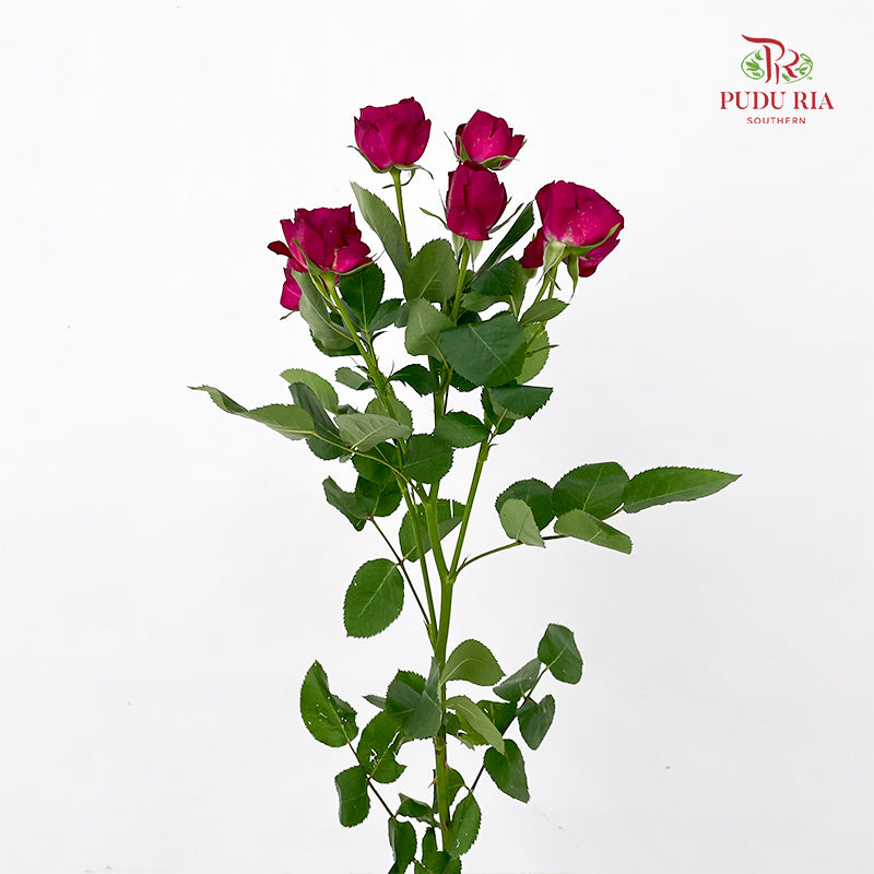Rose Spray Red Lace - (8-10 Stems)