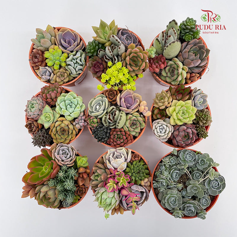 Succulent Mixed P80