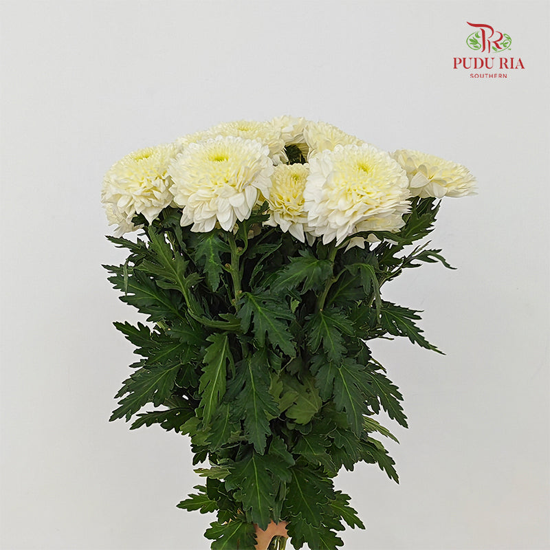 Chrysanthemum Ping Pong Light Yellow - (10-12 Stems)