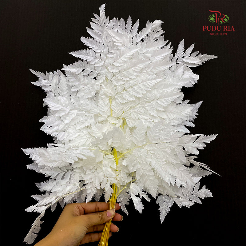 Preservative Fern - White