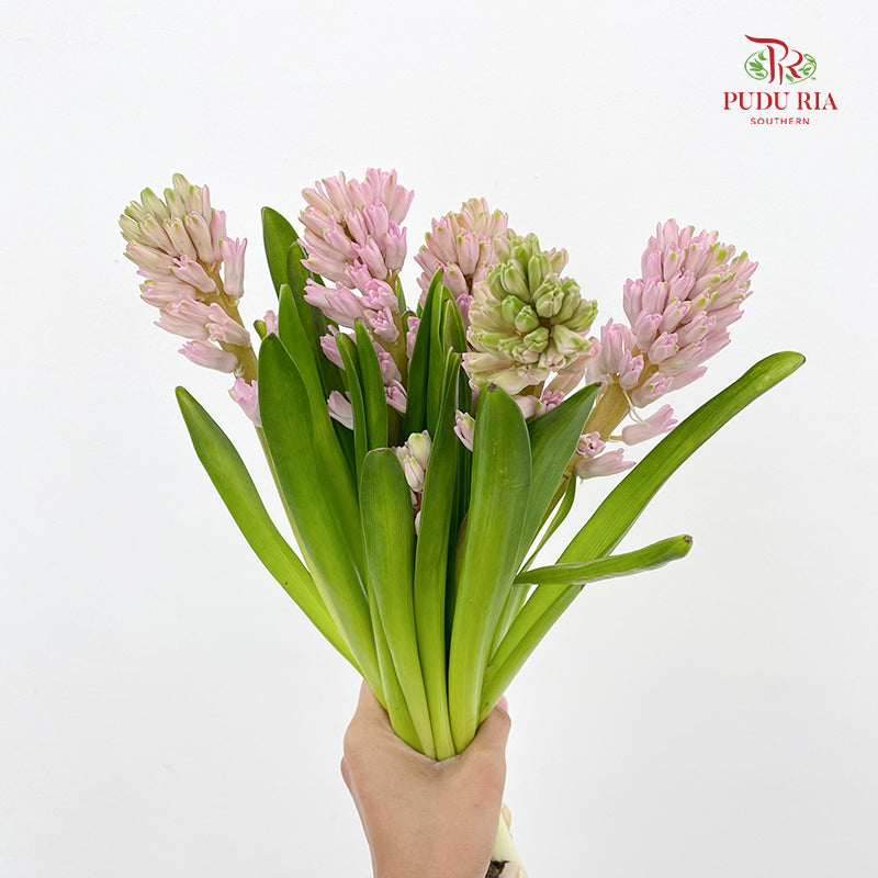 Hyacinthus Pink - (5 Stems)