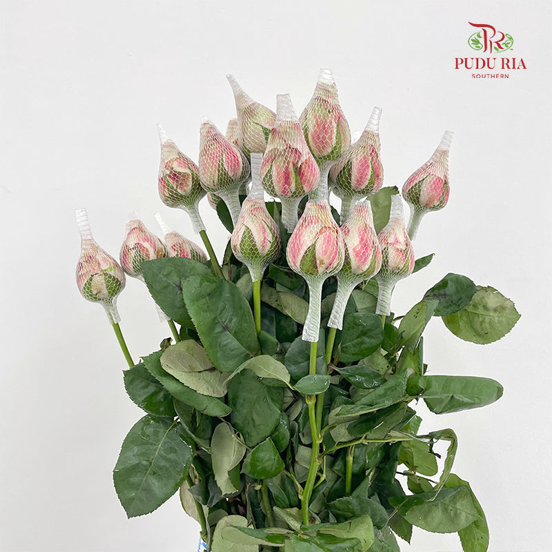 Rose Net Cappuccino - (19-20 Stems)