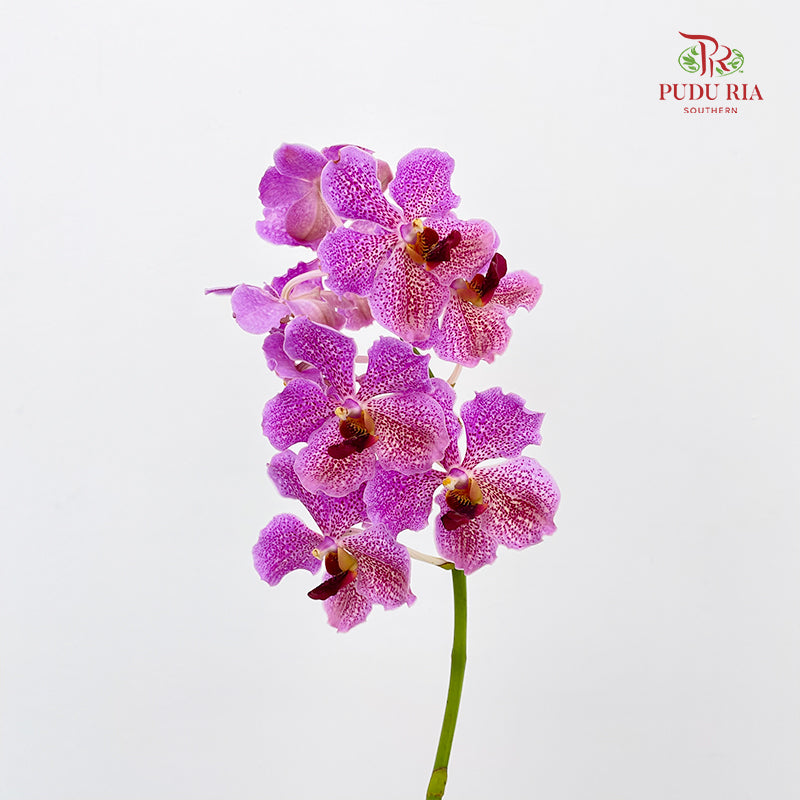 Mokara Orchid Light Purple (M) - (Per Stem)
