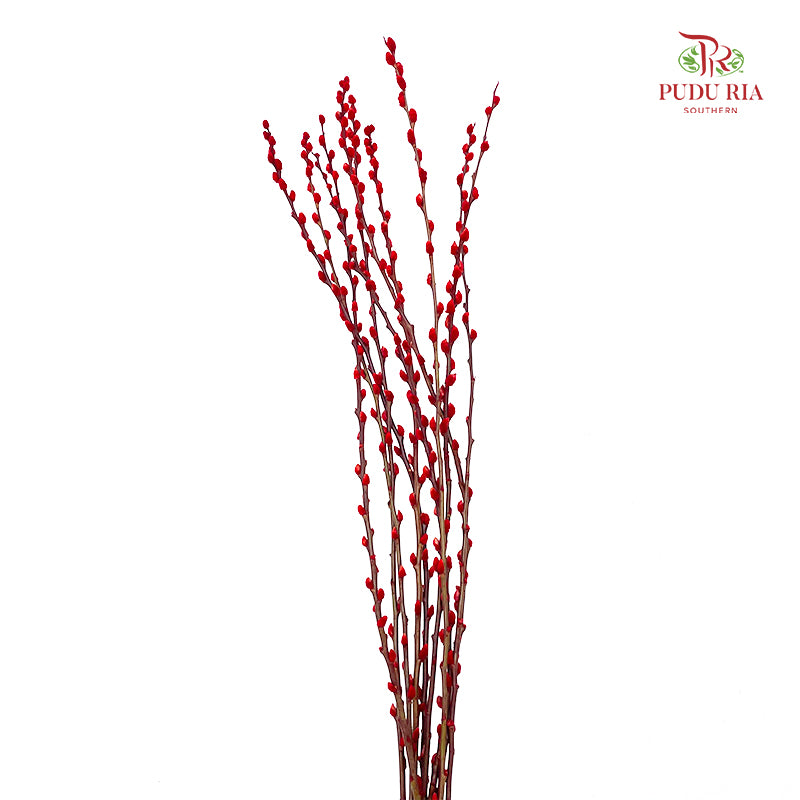 银柳 Pussy Willow Red (4ft) - (10 Stems)
