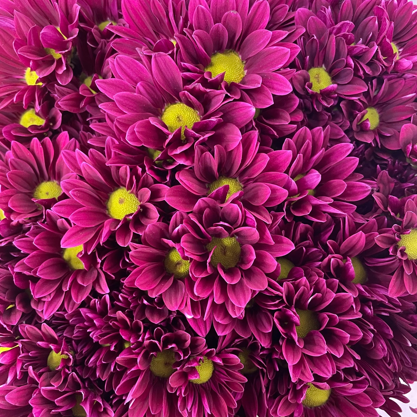 Chrysanthemum Pompom Daisy Dark Purple 2 - (10-12 Stems)