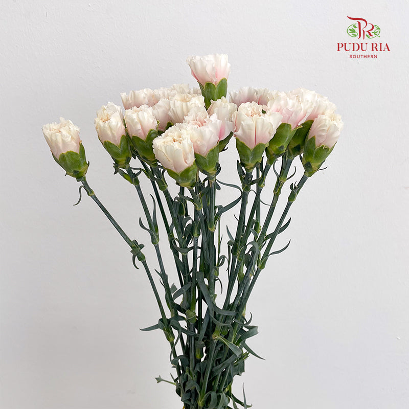 Carnation St Feather Dress B - (18-20 Stems)