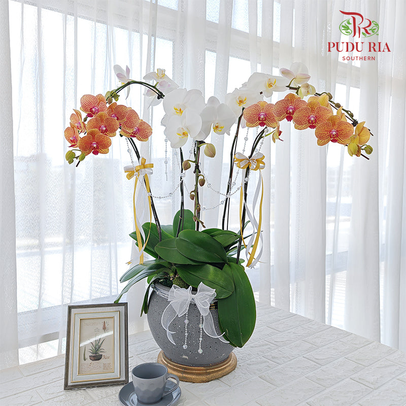 Hari Raya Phalaenopsis Orchid Arrangement (5 Stems)