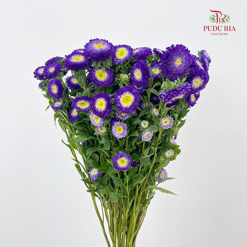 Aster 翠菊 Purple - (Per Bundle)