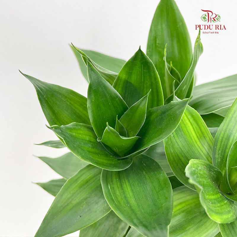 Lotus Bamboo (Dracaena Sanderana) P14CM