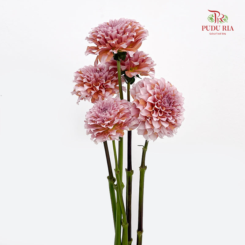 Dahlia Hybrida Cream Peach 奶油桃子大理花 - 5 Stems