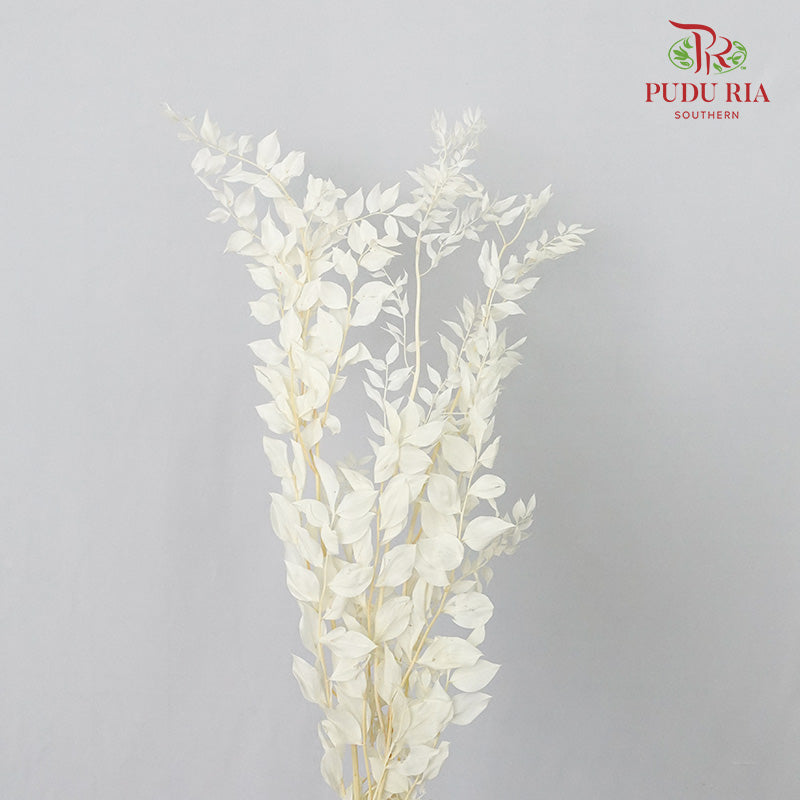 Dry Ruscus Aculeatus - White - Pudu Ria Florist Southern