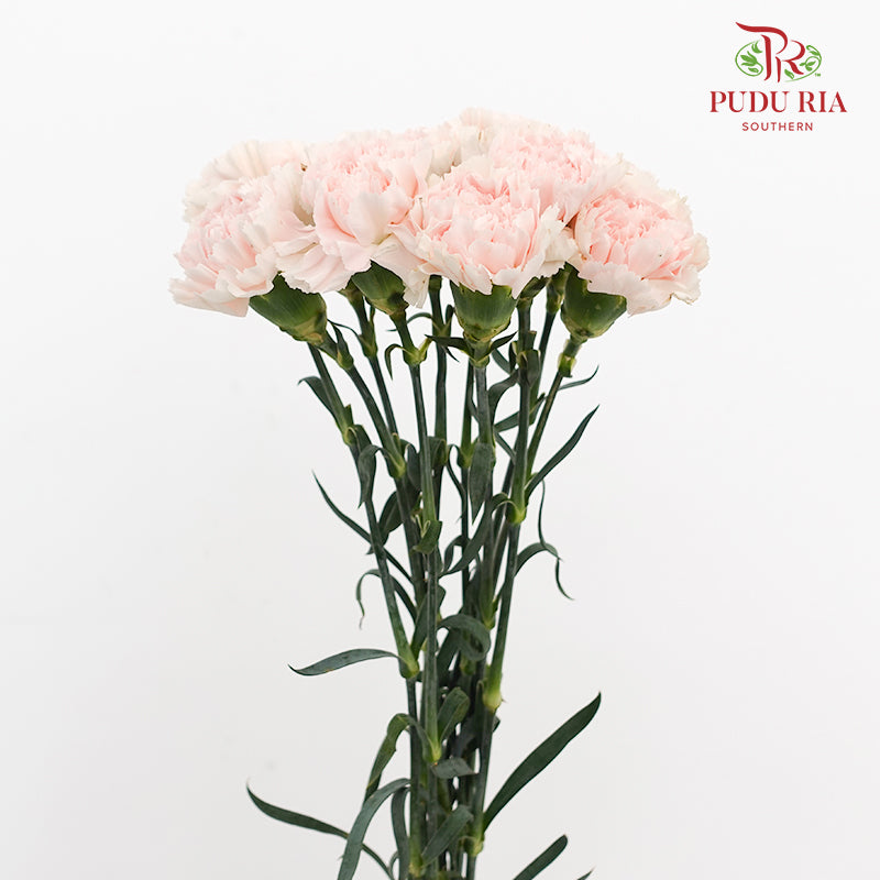 Carnation Cream 康乃馨 - (10 Stems)
