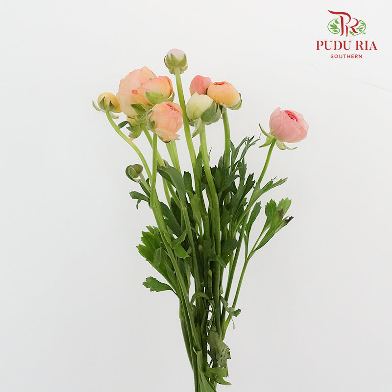 Ranunculus Champagne (8 - 10 Stems) - Pudu Ria Florist Southern