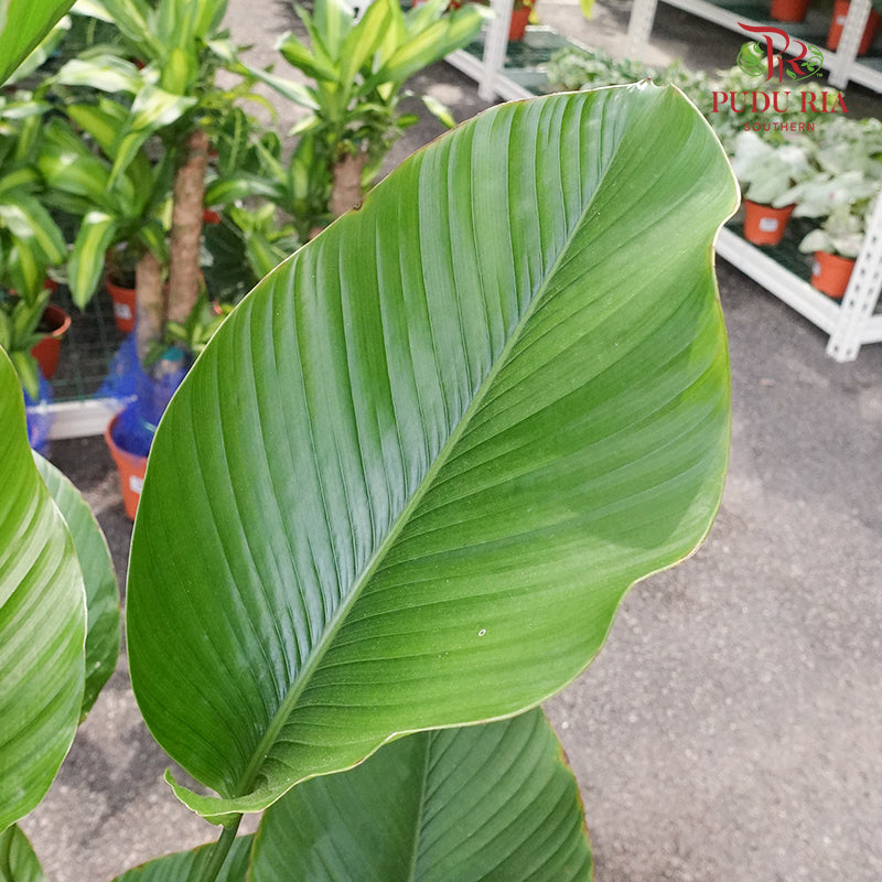 Thaumatococcus Daniellii - Pudu Ria Florist Southern