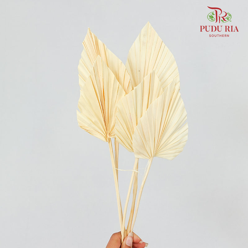 Dry Spear Palm (S) - Cream
