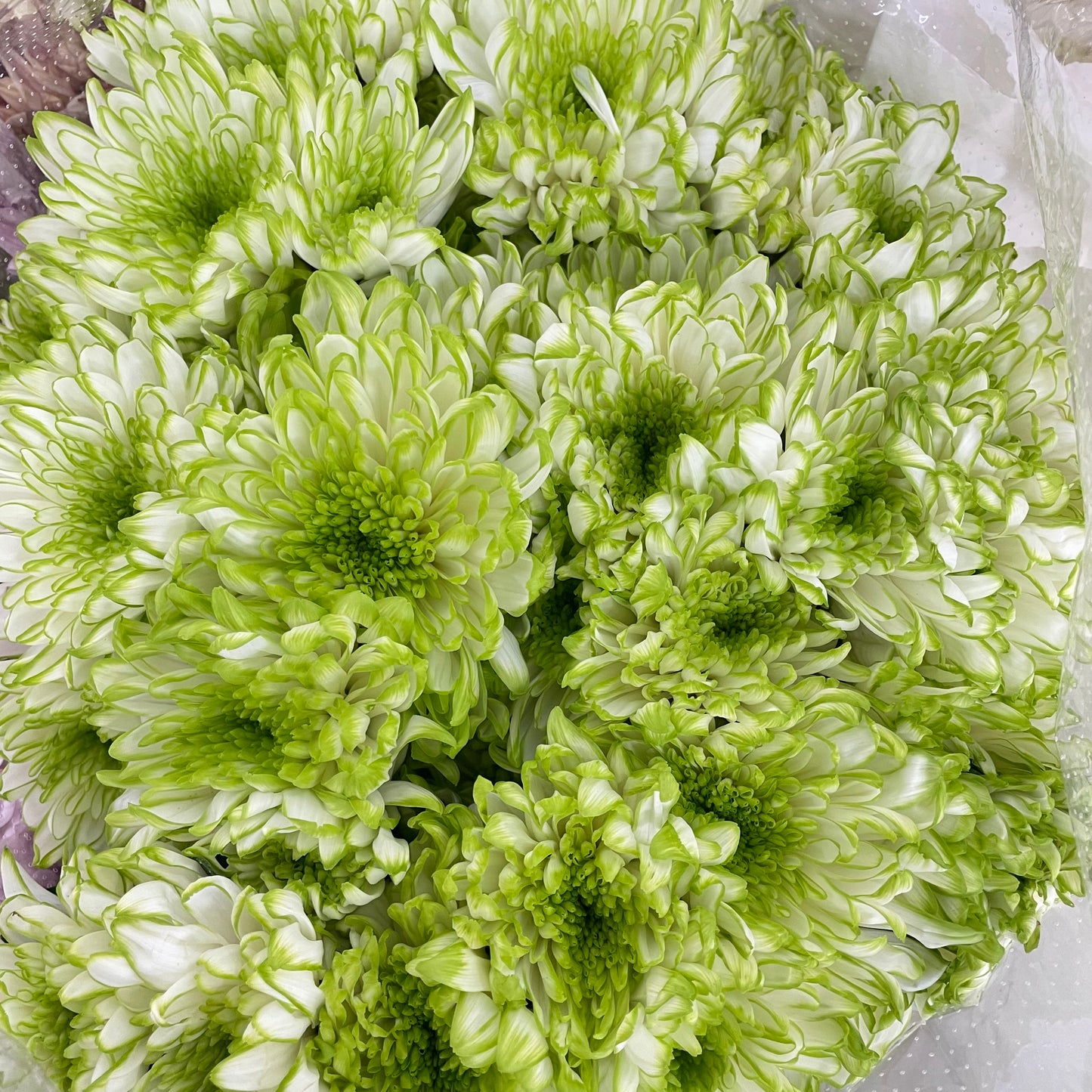 Chrysanthemum Pompom Green 1 - (10-12 Stems)
