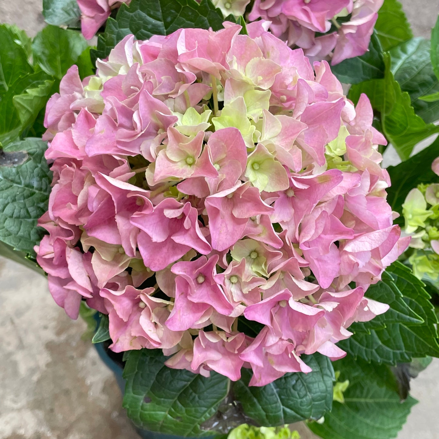 Hydrangea Plant