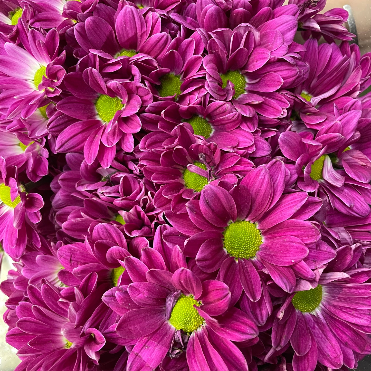 Chrysanthemum Pompom Daisy Dark Purple 3 - (10-12 Stems)