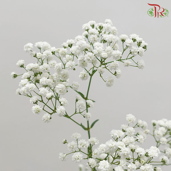 Wholesale gypsophila paniculata To Decorate Your Environment 