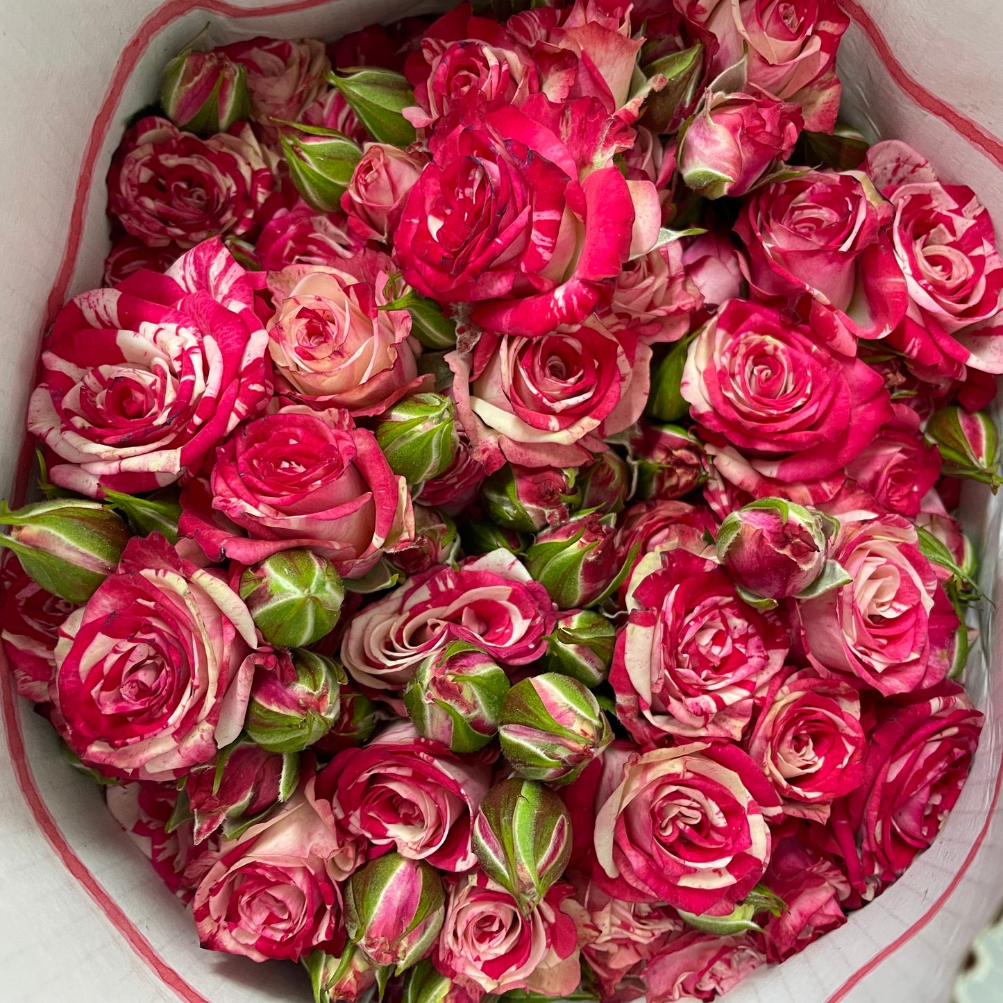 Rose Spray fireworks - (8-10 Stems)