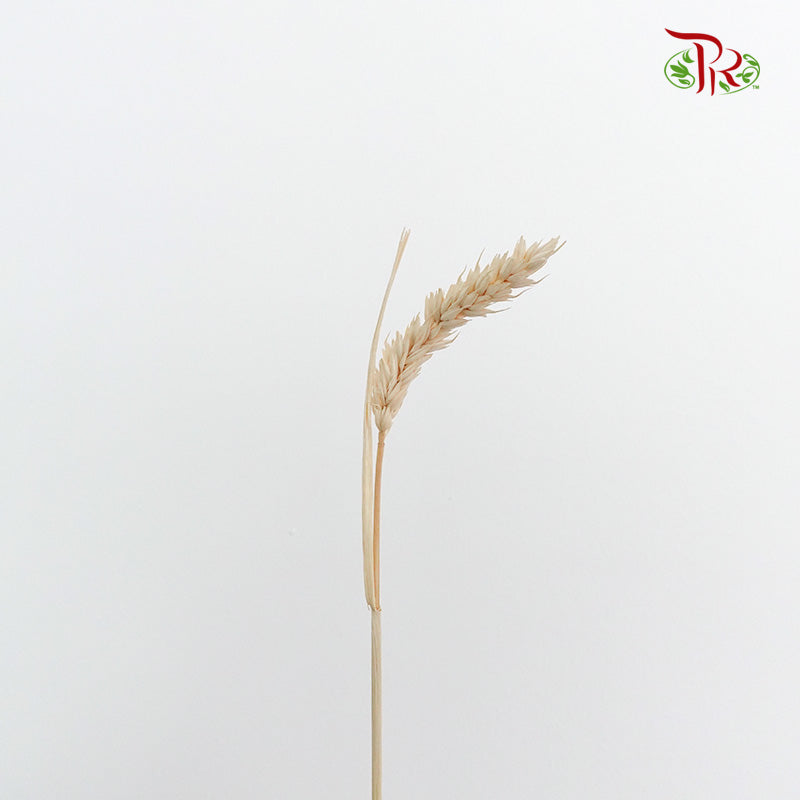 Dry Triticum Tarwe Bleached