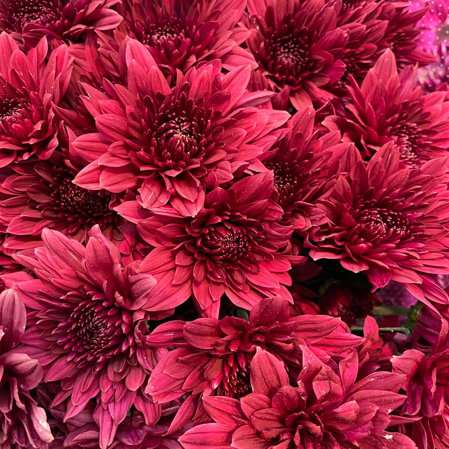 Chrysanthemum Pompom Dark Red 1 - (10-12 Stems)
