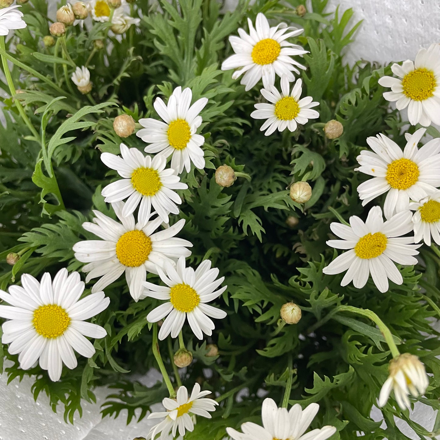 Leucanthemum White 滨菊 - (Per Bundle)